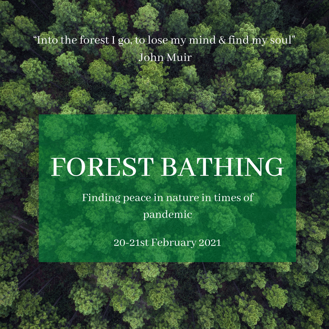 Forest Bathing (1)