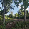 A photograph of a community farm in Indonesia.
