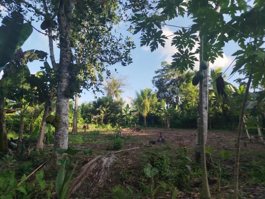 A photograph of a community farm in Indonesia.